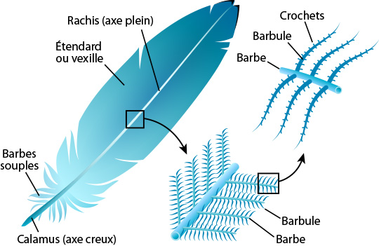 Anatomie de plumes