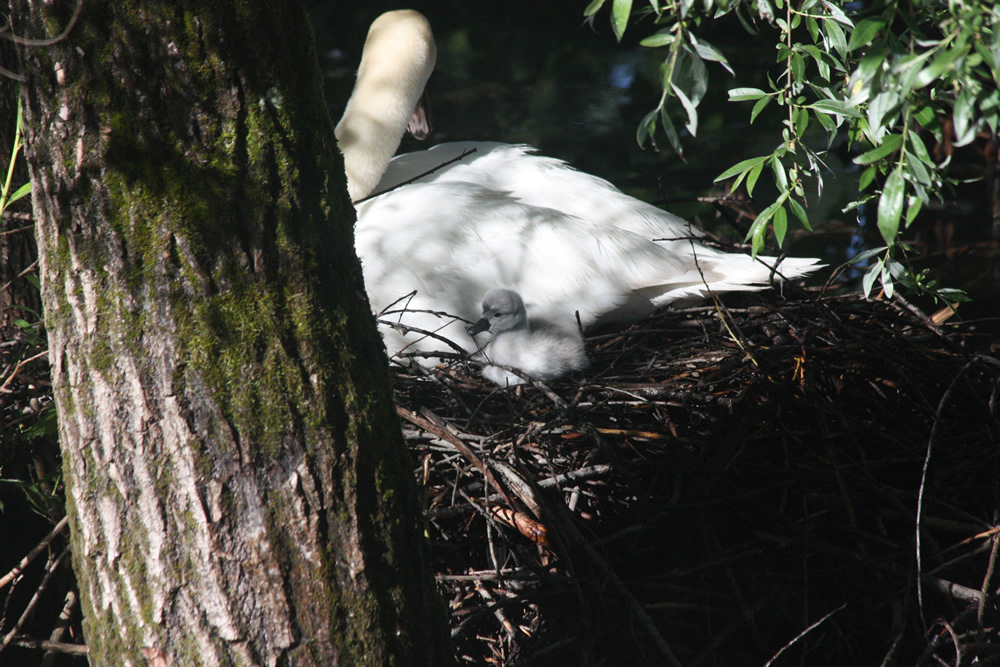 Femelle cygne tuberculé avec son petit, sur son nid