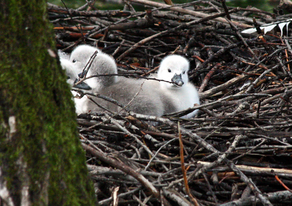 Cygneaux tuberculés sur leur nid au Bois Français, à Saint Ismier en Isère prés de Grenoble sur le lac Belledonne