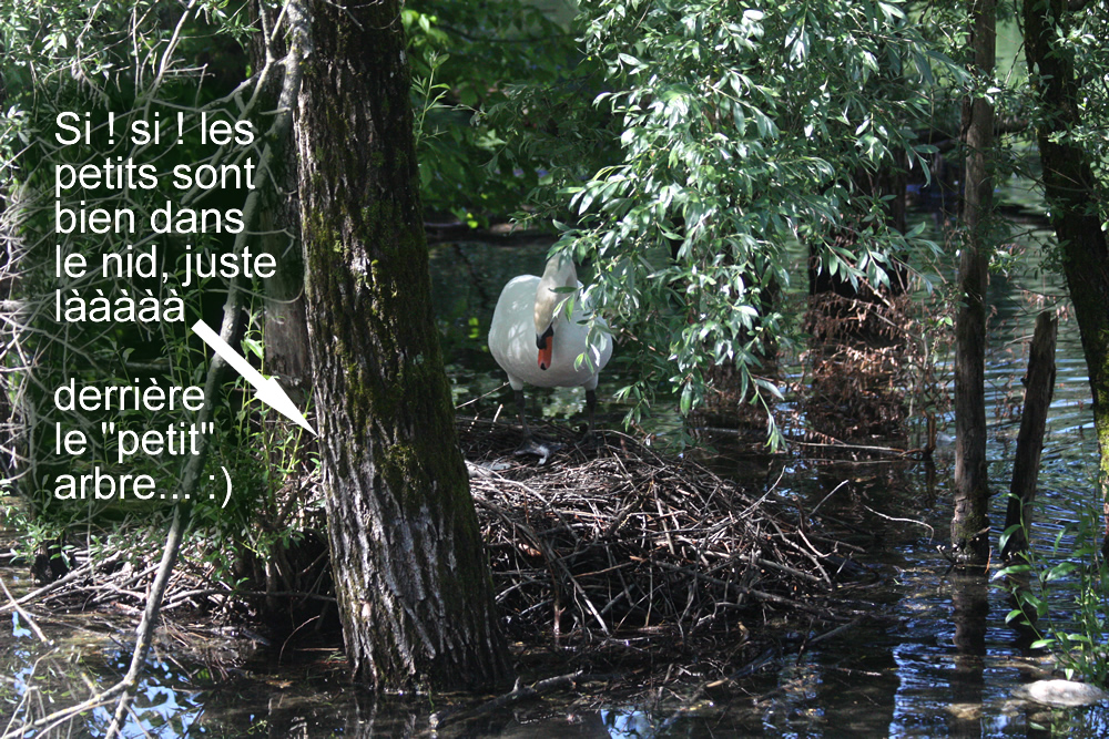 Cygne tuberculé sur son nid au Bois Français, à Saint Ismier en Isère prés de Grenoble sur le lac Belledonne