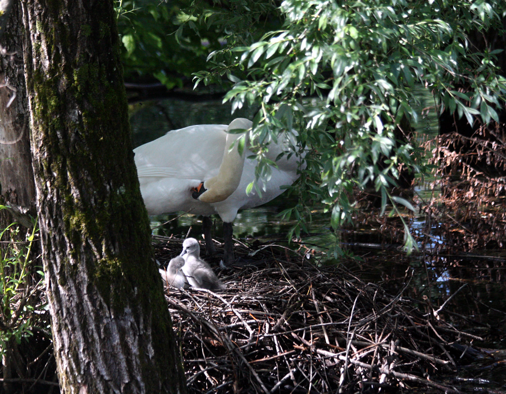Cygneaux tuberculés sur leur nid au Bois Français, à Saint Ismier en Isère prés de Grenoble sur le lac Belledonne