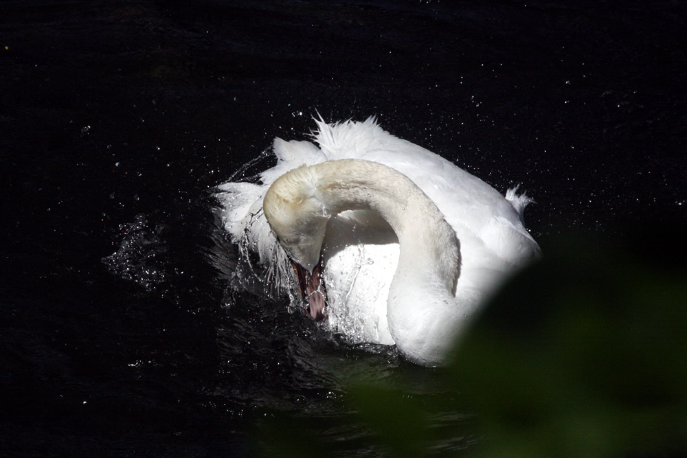 Femelle cygne tuberculé en plein toilettage au Bois Français, à Saint Ismier en Isère prés de Grenoble sur le lac Belledonne