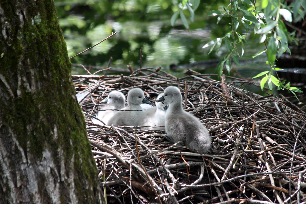 Cygneaux sur leur nid au Bois Français, à Saint Ismier en Isère prés de Grenoble sur le lac Belledonne