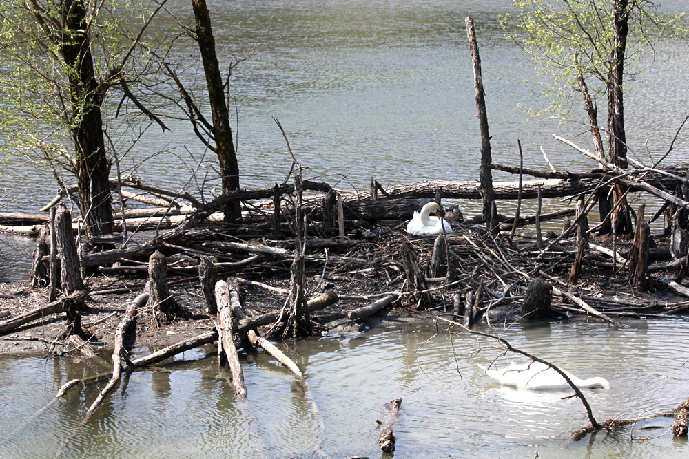 Mâle cygne tuberculé sauvage sur le lac Belledonne au Bois Français