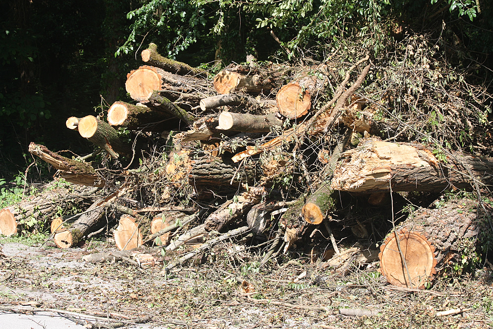 Arbres détruits par la tempête au Bois Français