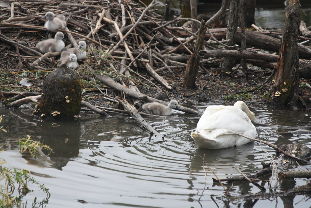 Bébés cygnes première fois à l'eau au Bois Français