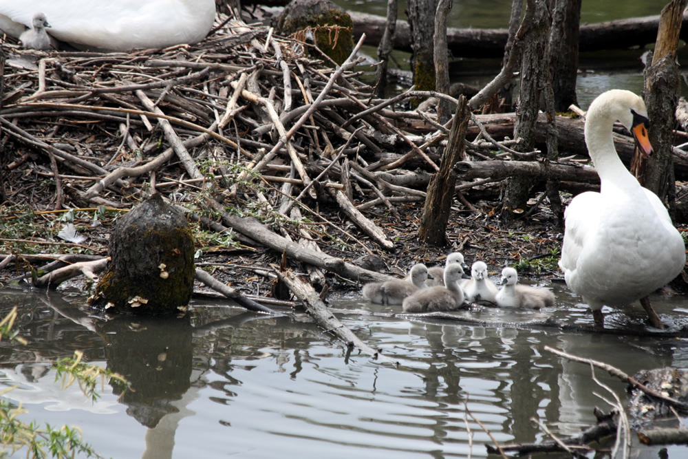 Bébés cygnes première fois à l'eau au Bois Français