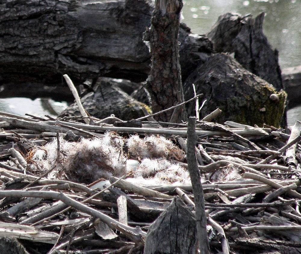 Duvet dans un nid de cygne tuberculé au Bois Français