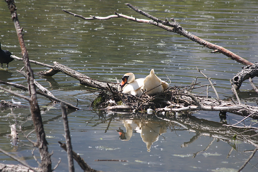 Cygne tuberculé mâle construisant un nid sur un lac au Bois Français