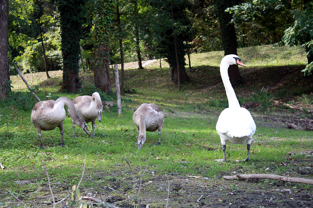 Cygneaux mangeant de l'herbe au Bois Français