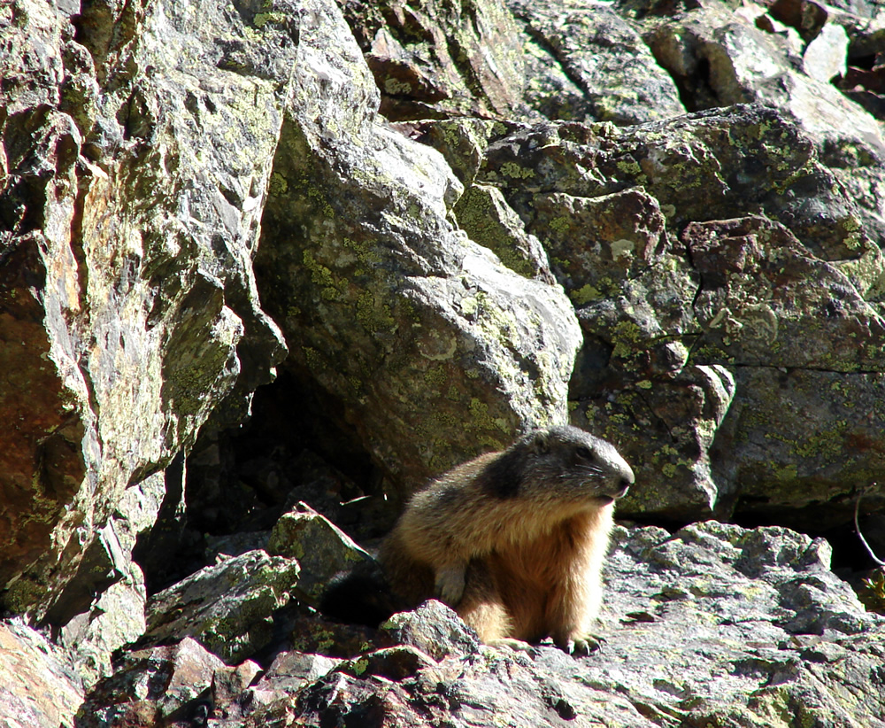 Marmotte vivant dans Belledonne
