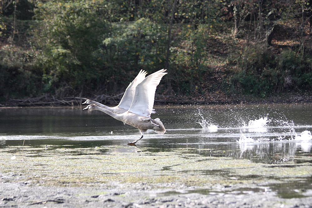 Cygneau entrainant ses ailes au vol au Bois Français