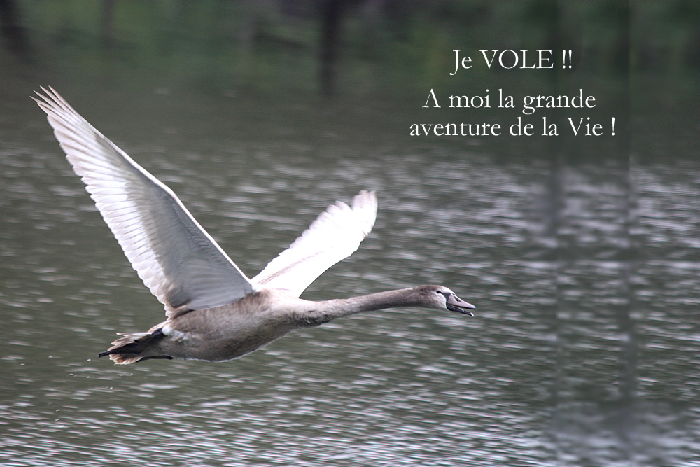 Cygneau entrainant ses ailes au vol au Bois Français